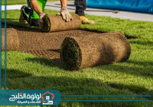 تركيب عشب طبيعي أم القيوين