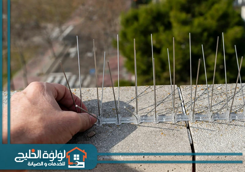 شركة مكافحة الحمام في دبي 1 شركة مكافحة الحمام في دبي